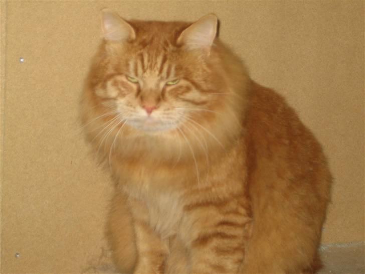 Kurilean Bobtail GIC.Ataman Kurilkot billede 14