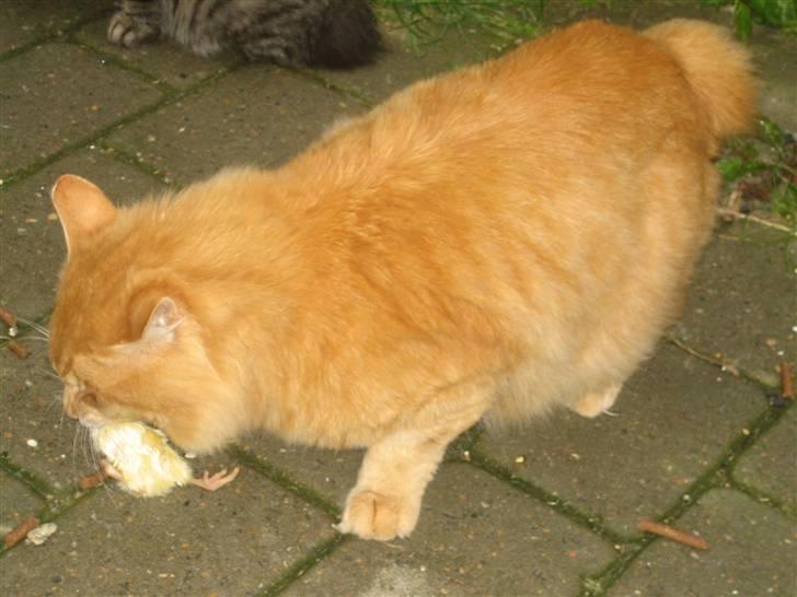 Kurilean Bobtail GIC.Ataman Kurilkot billede 15