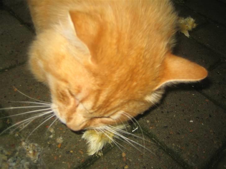 Kurilean Bobtail GIC.Ataman Kurilkot billede 16