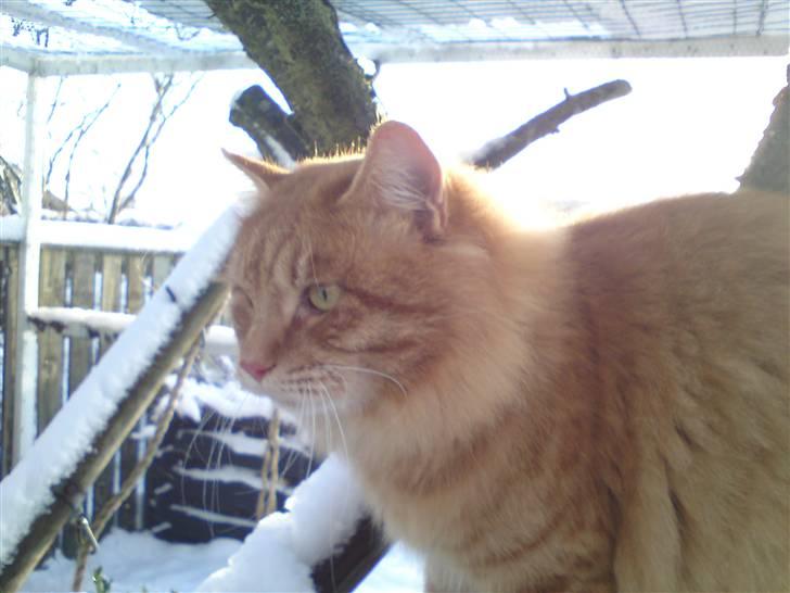 Kurilean Bobtail GIC.Ataman Kurilkot billede 17