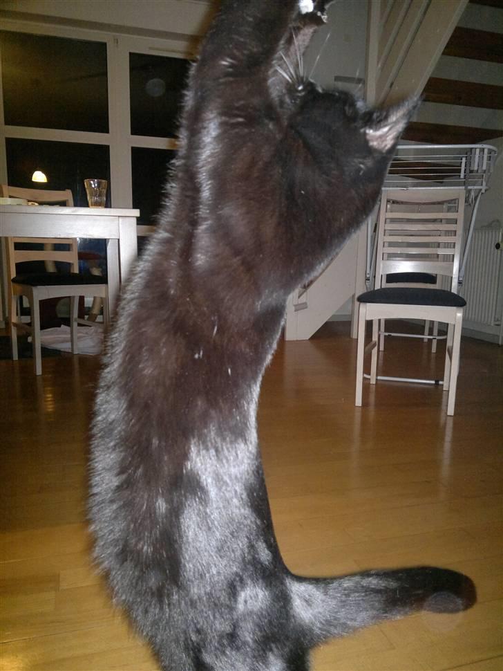 Huskat Plet - Såå lang (: billede 17