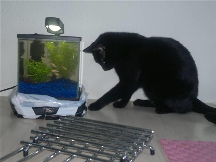 Huskat Plet - Hmm , hva er i ? :p billede 18