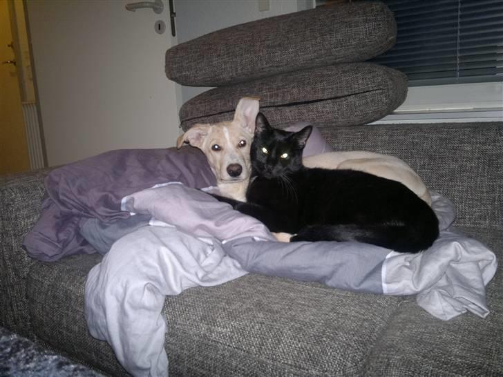 Huskat Plet - Bedste venner :´) billede 19