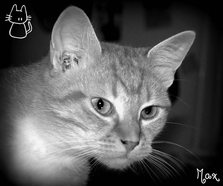Huskat Max <3 R.I.P - Velkommen til Max´s profil <3  billede 1