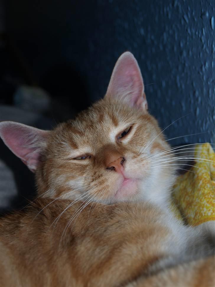 Huskat Max <3 R.I.P billede 2