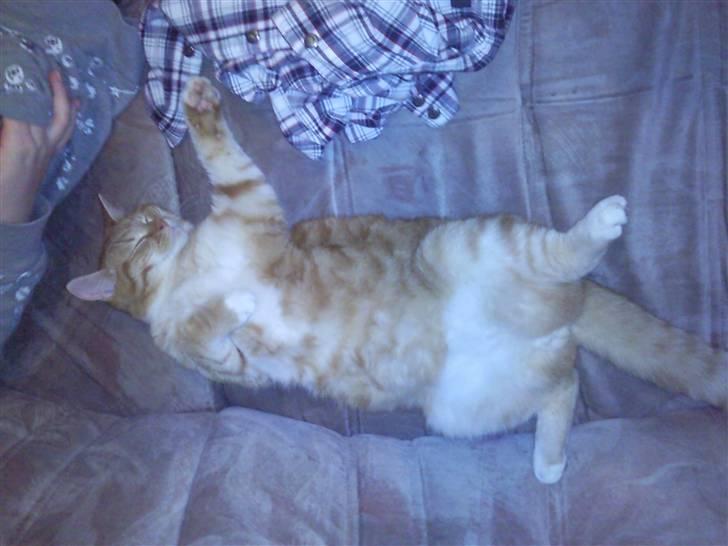 Huskat Max <3 R.I.P billede 3