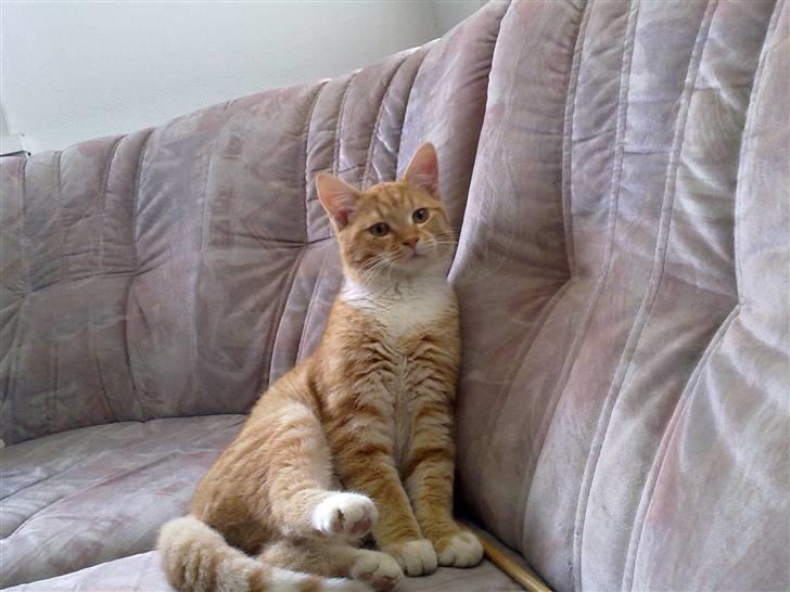 Huskat Max <3 R.I.P billede 4