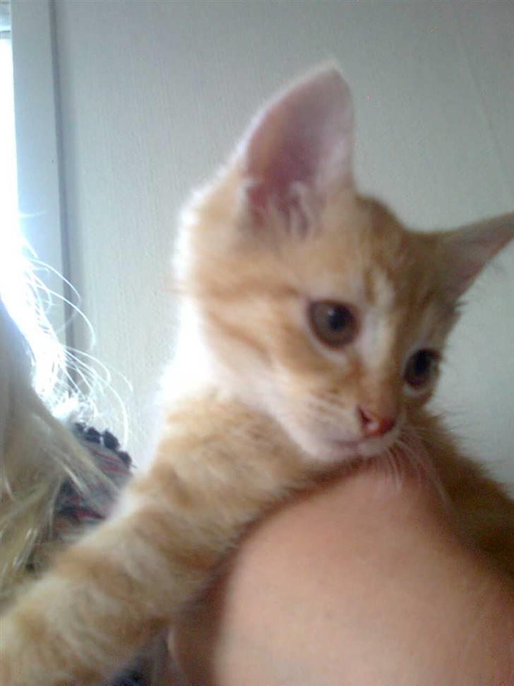 Huskat Max <3 R.I.P - Max som baby :)  billede 5