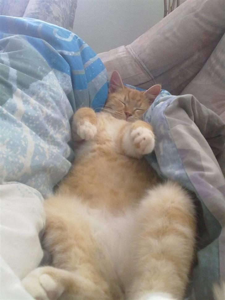 Huskat Max <3 R.I.P billede 6