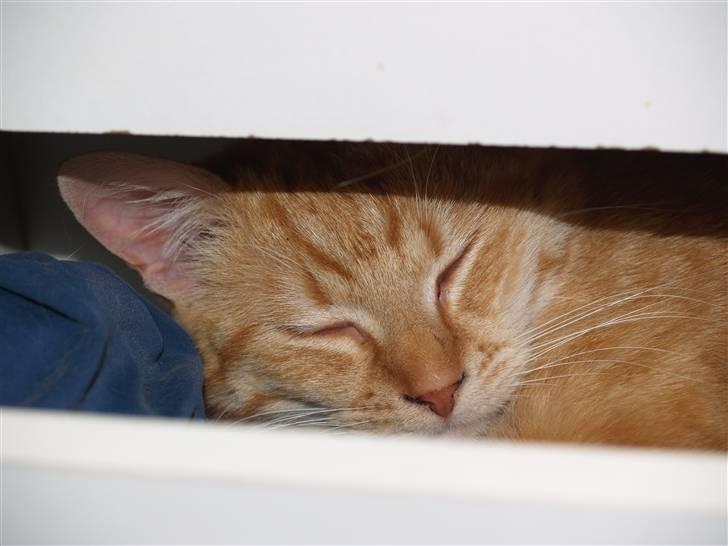 Huskat Max <3 R.I.P billede 7