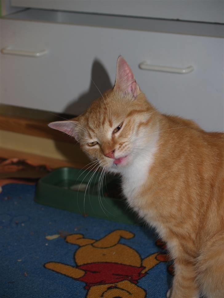 Huskat Max <3 R.I.P billede 8