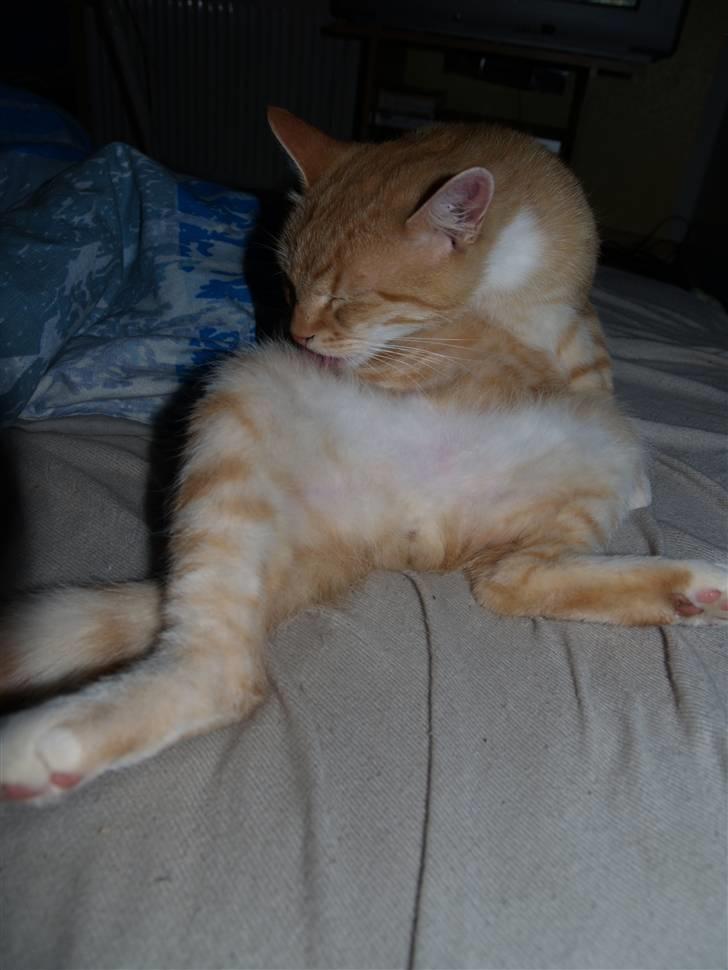 Huskat Max <3 R.I.P billede 9