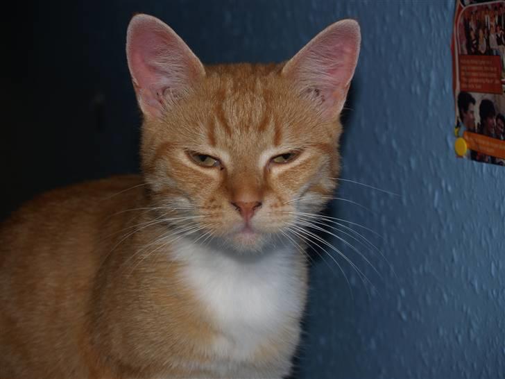 Huskat Max <3 R.I.P billede 10