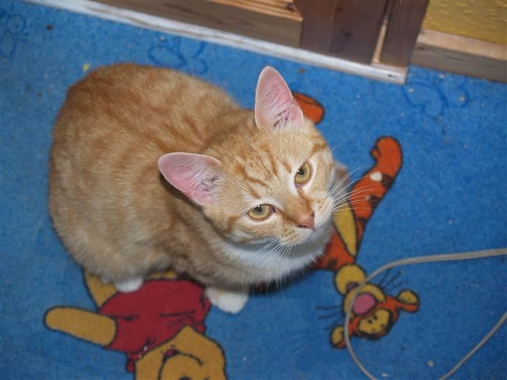 Huskat Max <3 R.I.P billede 11