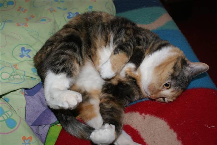 Huskat Bianca aka Fru Kat - Opmærksomhed!! billede 16