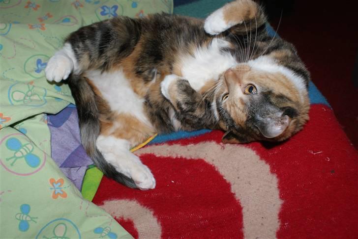 Huskat Bianca aka Fru Kat - hey! Klø mig lige på maven ikke? billede 17