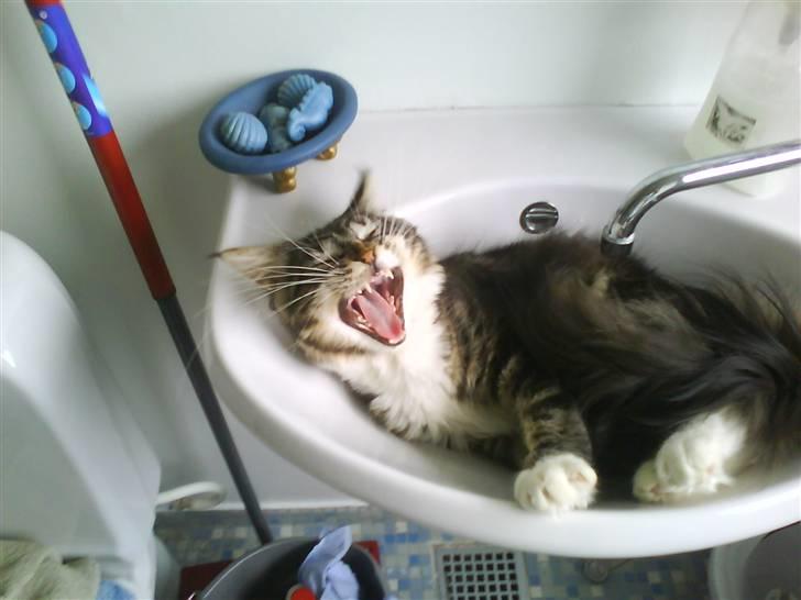 Maine Coon Gumle - Mors Kat billede 11