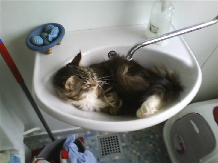 Maine Coon Gumle - Mors Kat billede 12