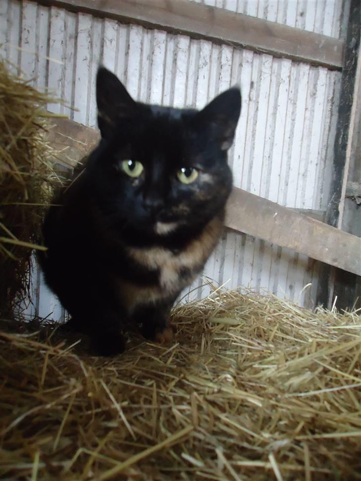 Huskat Fru. Ludvig billede 1