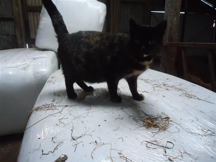 Huskat Fru. Ludvig billede 2