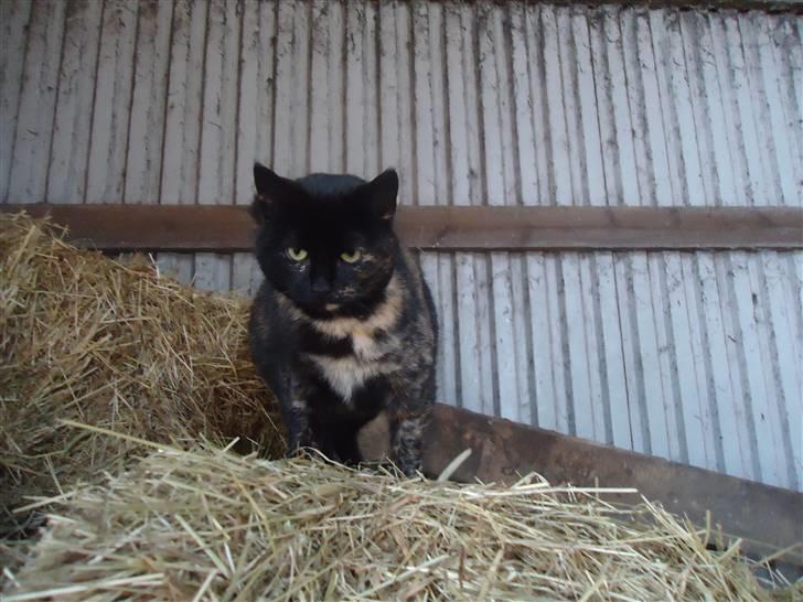 Huskat Fru. Ludvig billede 3