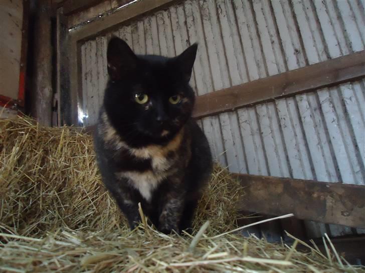 Huskat Fru. Ludvig billede 4