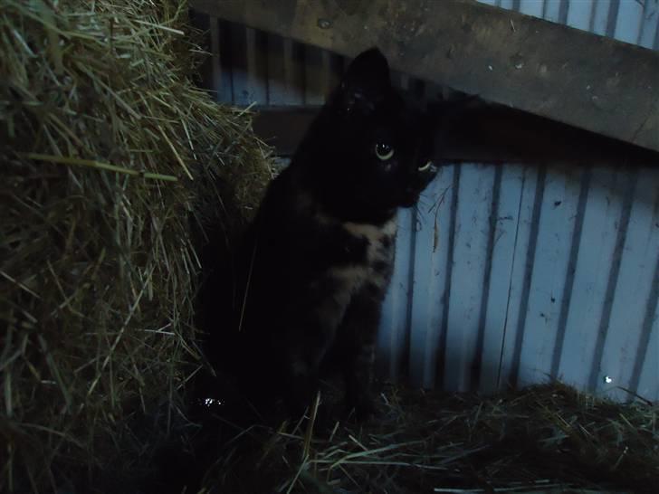 Huskat Fru. Ludvig billede 5