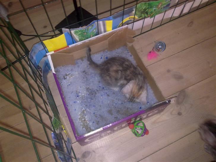 Bengal Kira - men jeg kan gå på kattebakke for jeg er såååå dygtig :-) billede 16