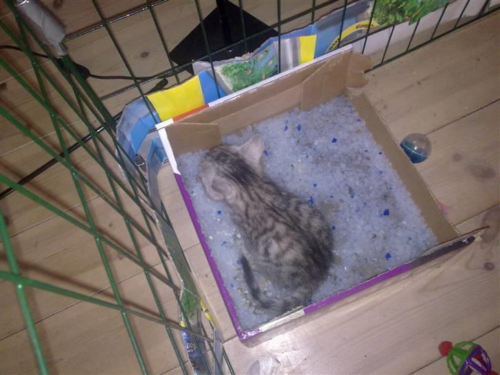 Bengal Kira - jeg er også rigtig dygtig for jeg startede først og skulle så også lige smage på det :-) billede 17