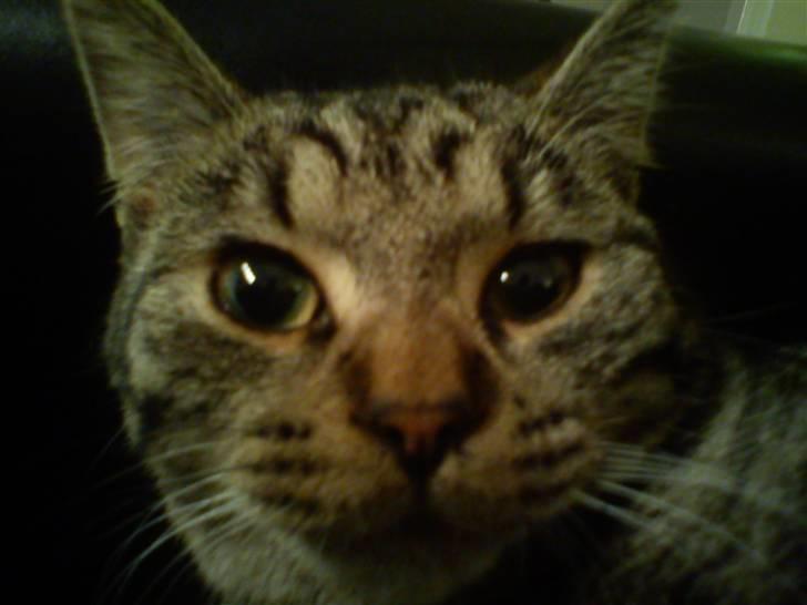 Huskat Mgala billede 1