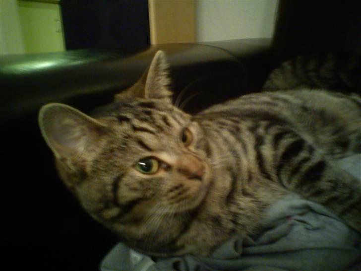 Huskat Mgala billede 2