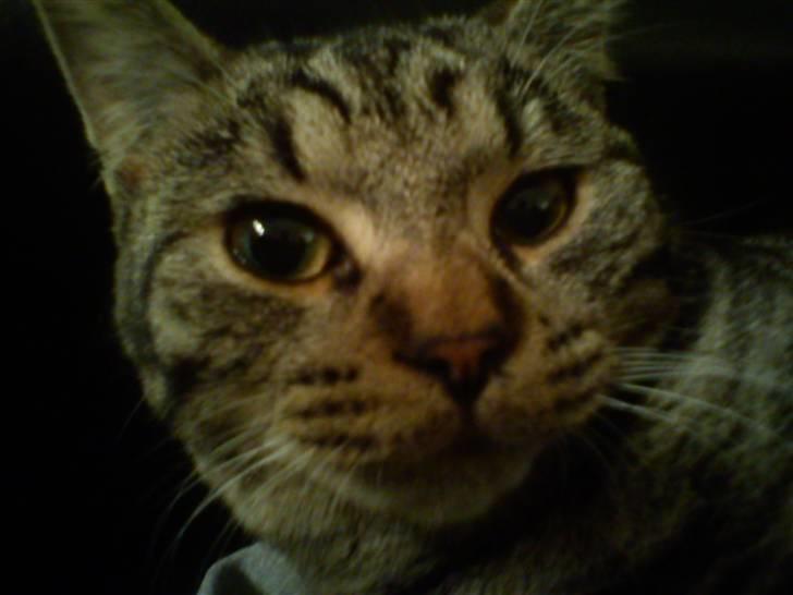 Huskat Mgala billede 3