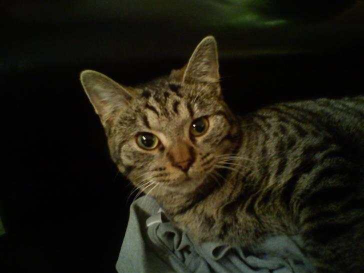 Huskat Mgala billede 4