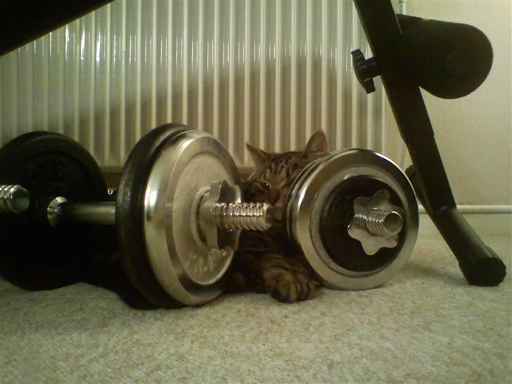 Huskat Mgala billede 5