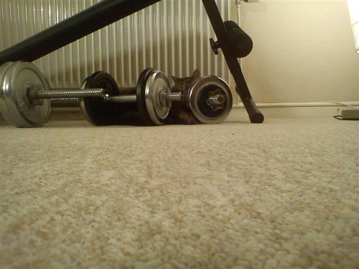 Huskat Mgala billede 6