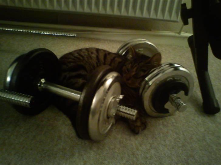 Huskat Mgala billede 7