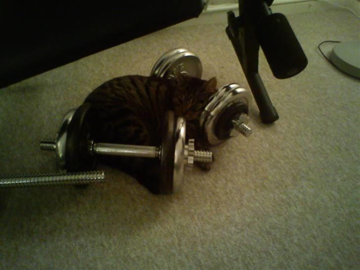 Huskat Mgala billede 8