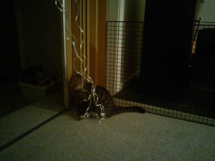 Huskat Mgala billede 9