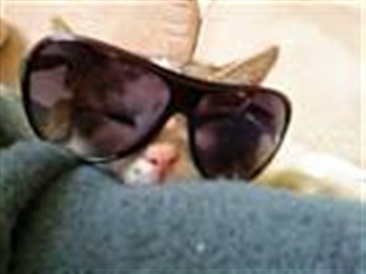 Huskat Gismo - Gismo med solbriller på :) billede 14