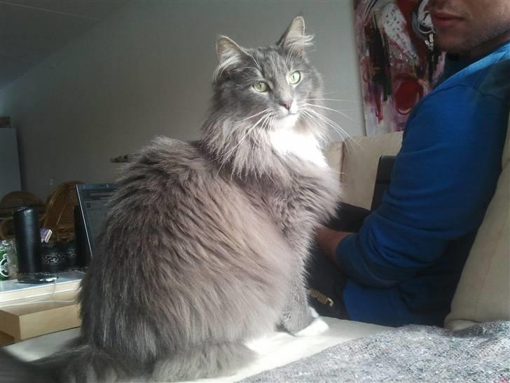 Blanding af racer Futte - Smukke Dreng billede 1