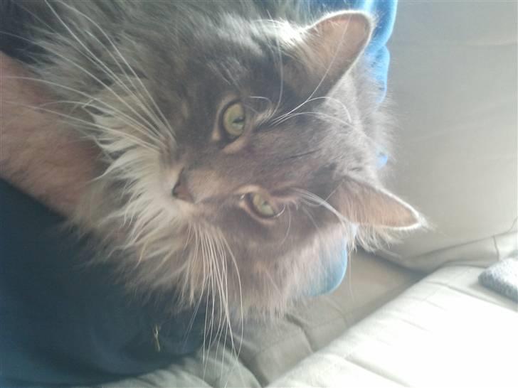 Blanding af racer Futte - Putter lige .. billede 2