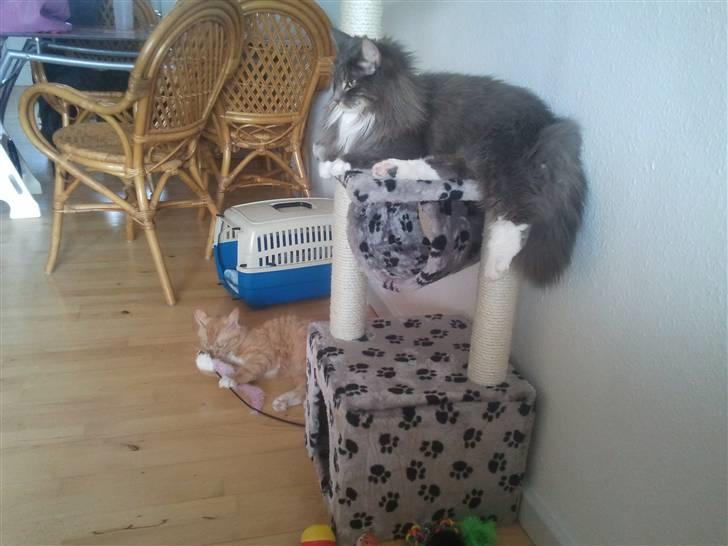 Blanding af racer Futte - har overtaget kradsetræet billede 3