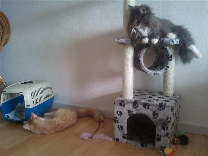 Blanding af racer Futte - Hvad laver ham der nede`? billede 4