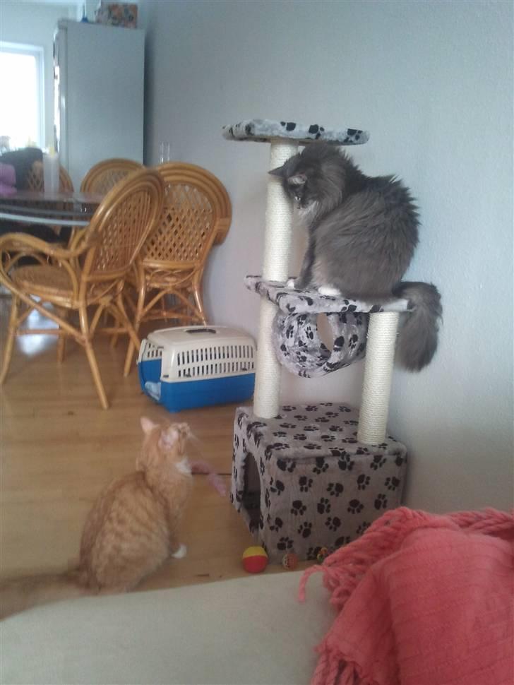 Blanding af racer Futte - Hej Lillebror.... billede 6