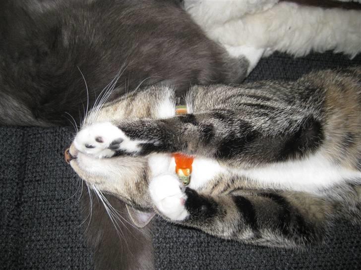 Huskat Mille billede 17