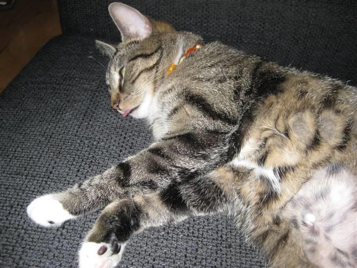 Huskat Mille billede 18