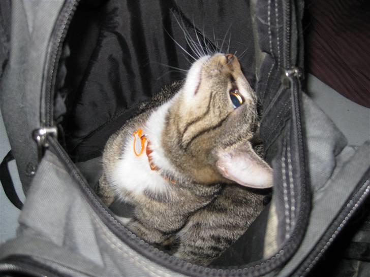 Huskat Mille billede 19