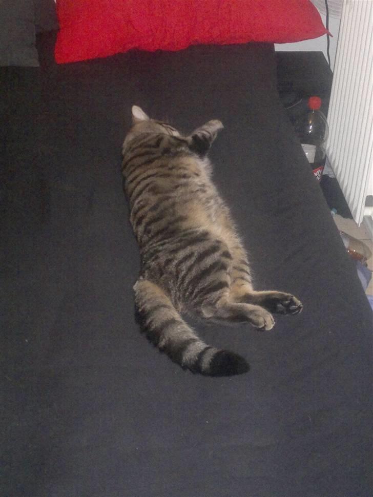 Blanding af racer lille mit billede 17