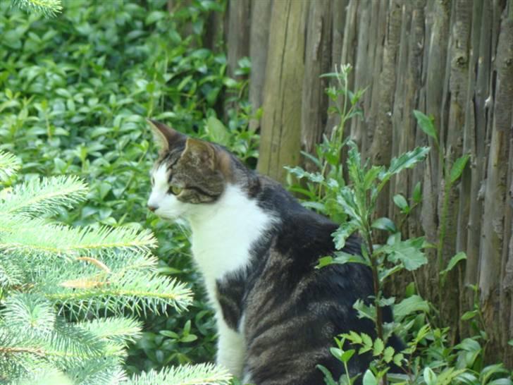 Huskat Felix billede 1