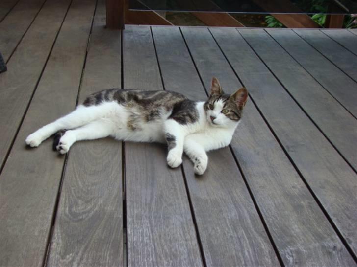 Huskat Felix billede 2